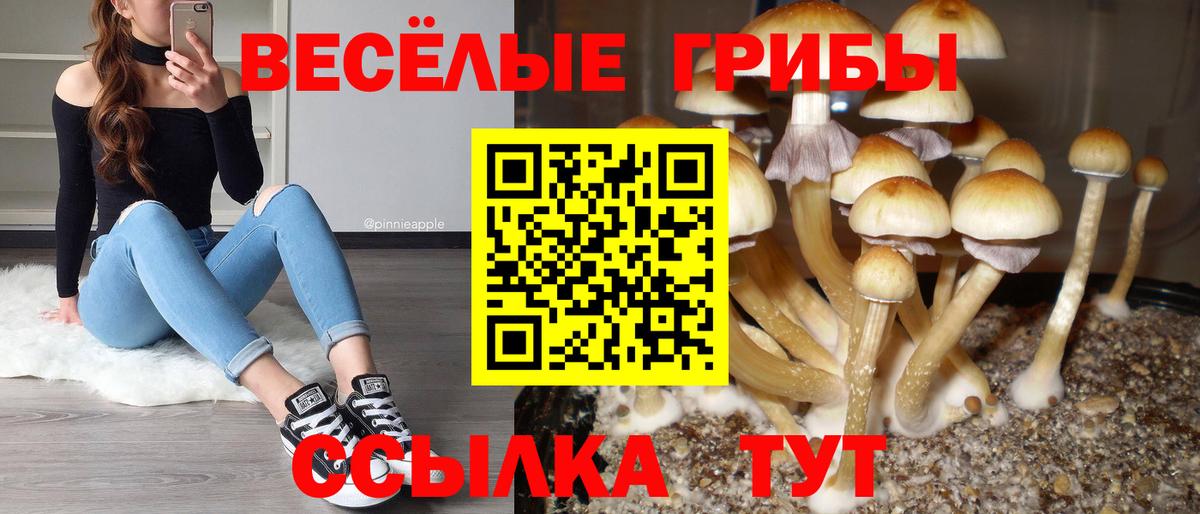 Кохма  Галлюциногенные грибы GOLDEN TEACHER  Вход с VPN 